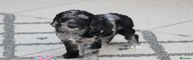Cockapoo Puppy 2