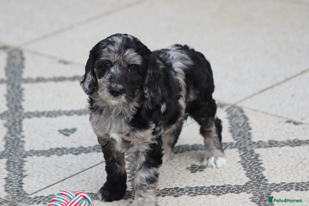 Cockapoo dogs for sale: F1 Cockapoo puppies for sale - Advert 38