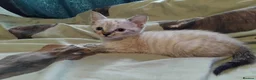 British Shorthair cats for sale: x 1 female kitten for sale  - Advert 8