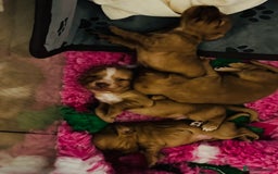 Cocker Spaniel dogs for sale: Red Cocker Spaniel Puppies - Image 14