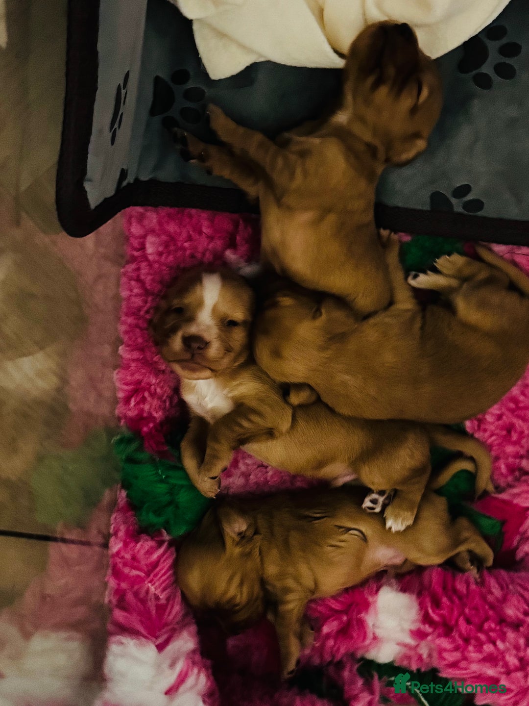 Cocker Spaniel dogs for sale: Red Cocker Spaniel Puppies - Image 14