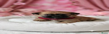 RED COLLAR