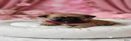 Mixed Breed dogs for sale: POMSHI PUPS FOR SALE  - Advert 3
