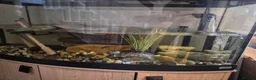 Turtle reptiles for sale: Turtle in Newcastle upon Tyne - Advert 3
