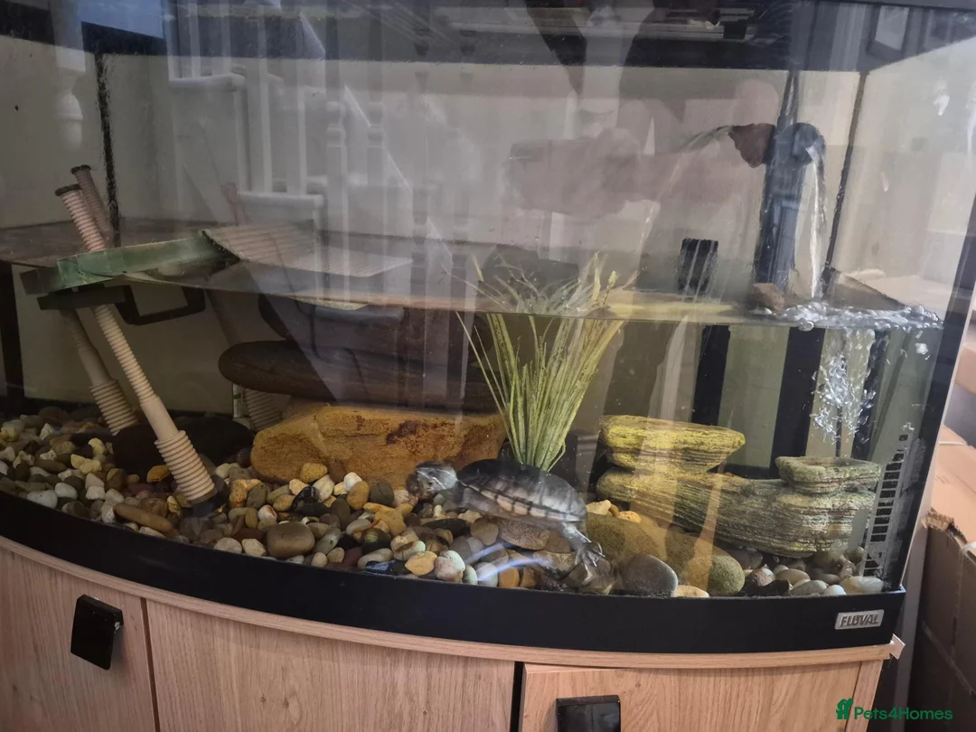 Turtle reptiles for sale: Turtle in Newcastle upon Tyne - Advert 3