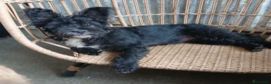 Mixed Breed 1