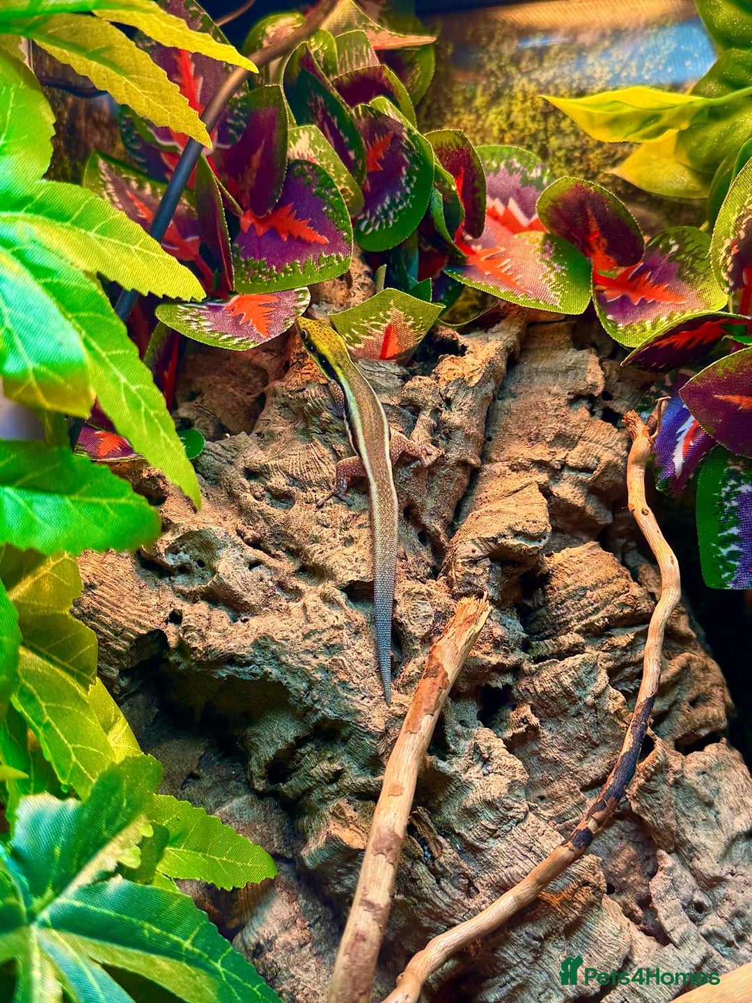 Gecko reptiles for sale: X2 Neon Day Geckos With Full Set Up - Advert 5