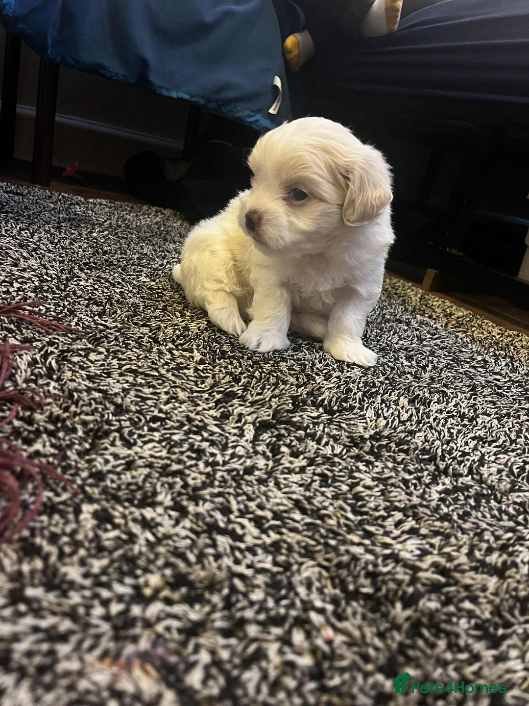 Bichon Frise dogs for sale: Bicchon malteze - Advert 7