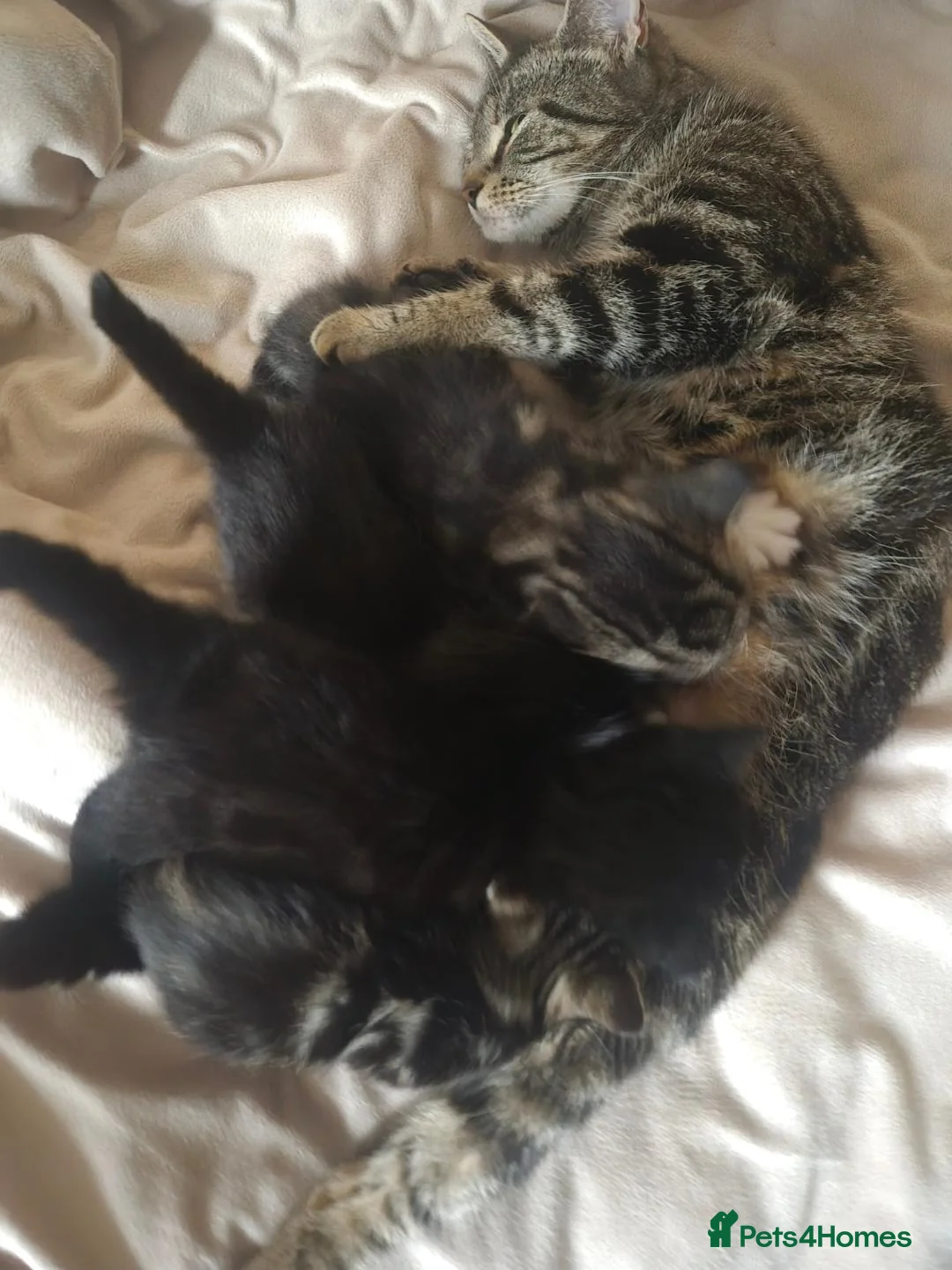 Mixed Breed cats for sale: Mixed fur babies - Advert 1