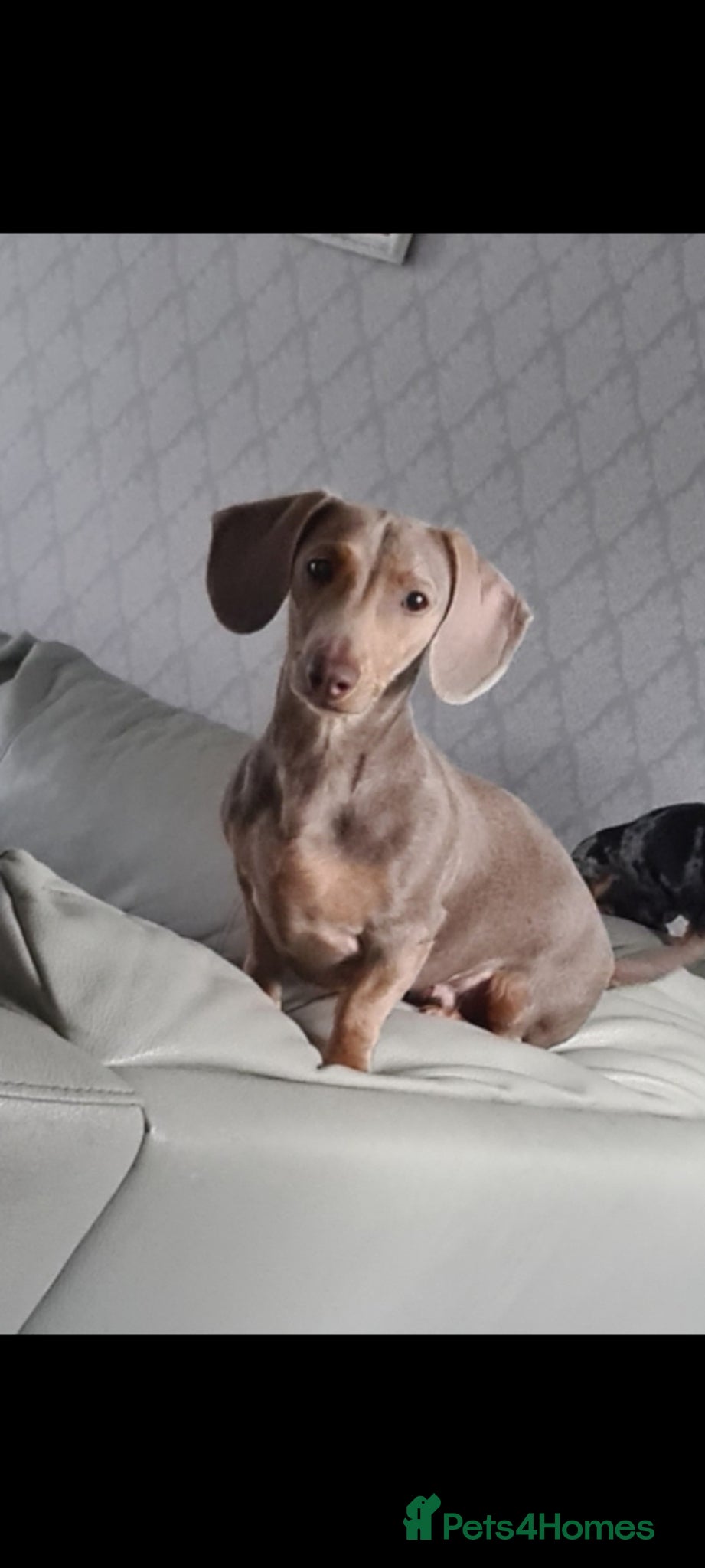 Dachshund dogs Beautiful Dachshunds - Advert 1