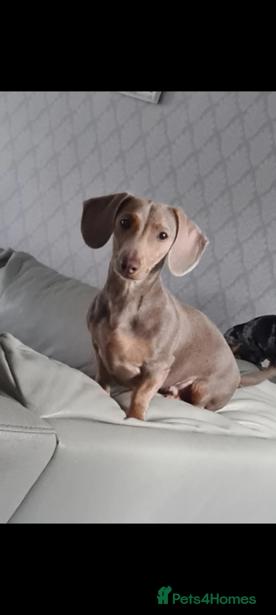 Dachshund dogs for sale: Beautiful Dachshunds - Advert 1