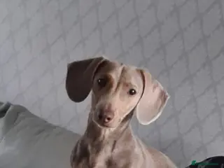 Dachshund dogs Beautiful Dachshunds - Advert 15