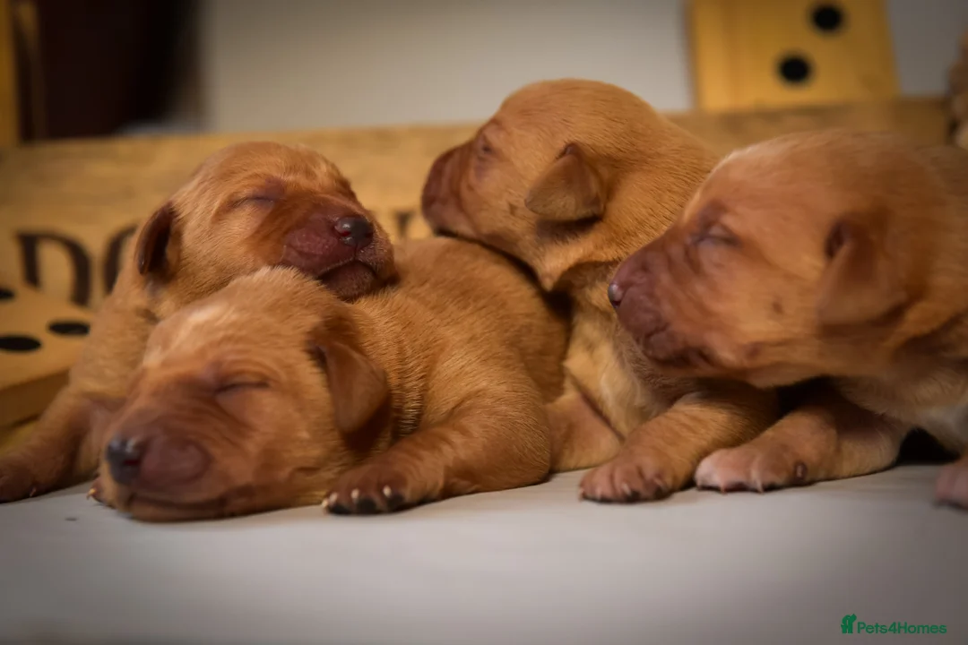 Labrador Retriever dogs for sale: Deep Red Quality Labrador Puppies - Advert 9