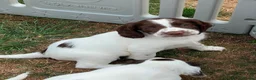 English Springer Spaniel dogs for sale: HEALTH TESTED QUALITY ENGLISH SPRINGER SPANIELS  - Advert 15