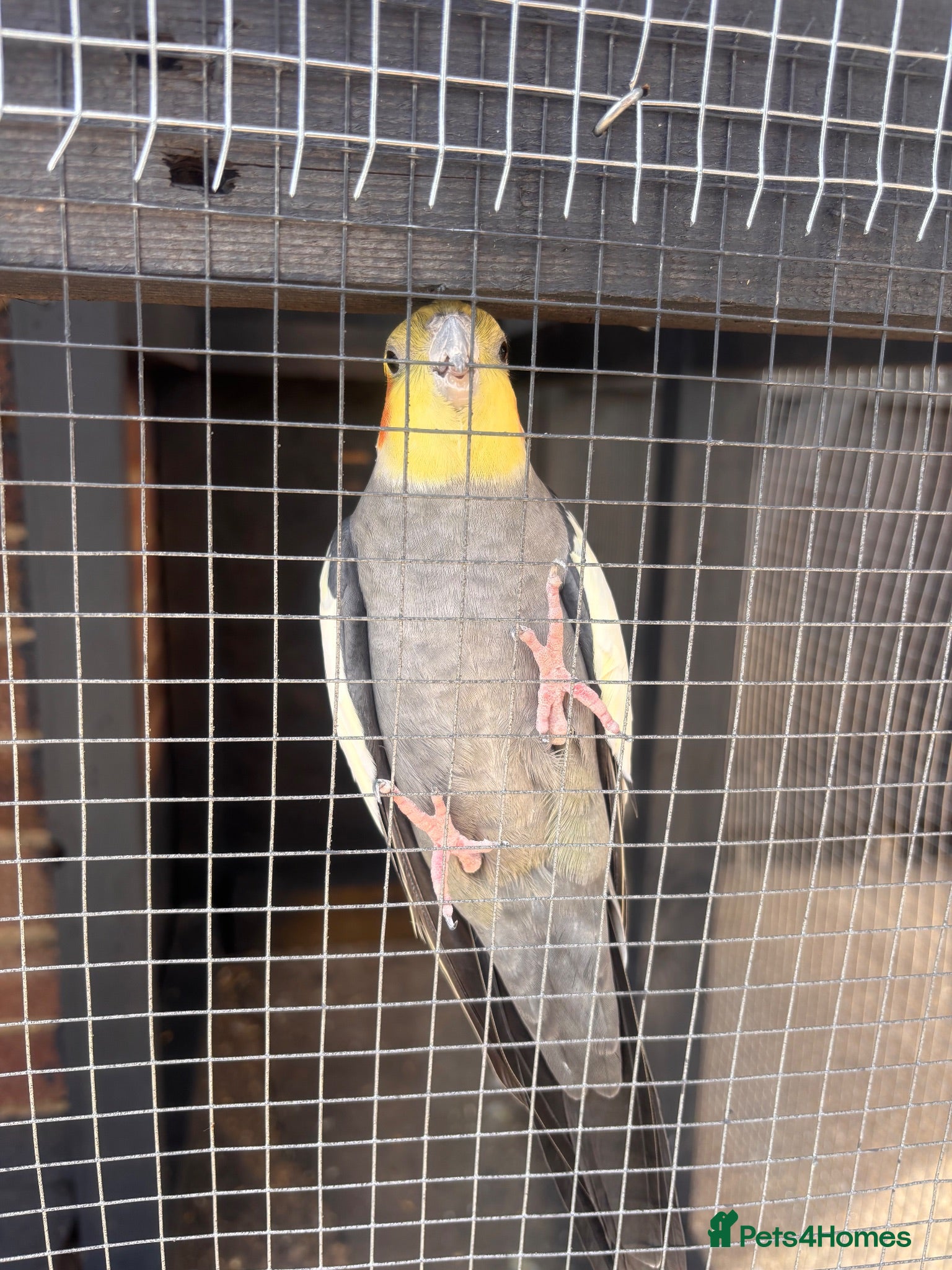 Cockatiels birds Male cockatiel - Advert 2