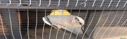 Cockatiels birds for sale: Male cockatiel - Advert 1