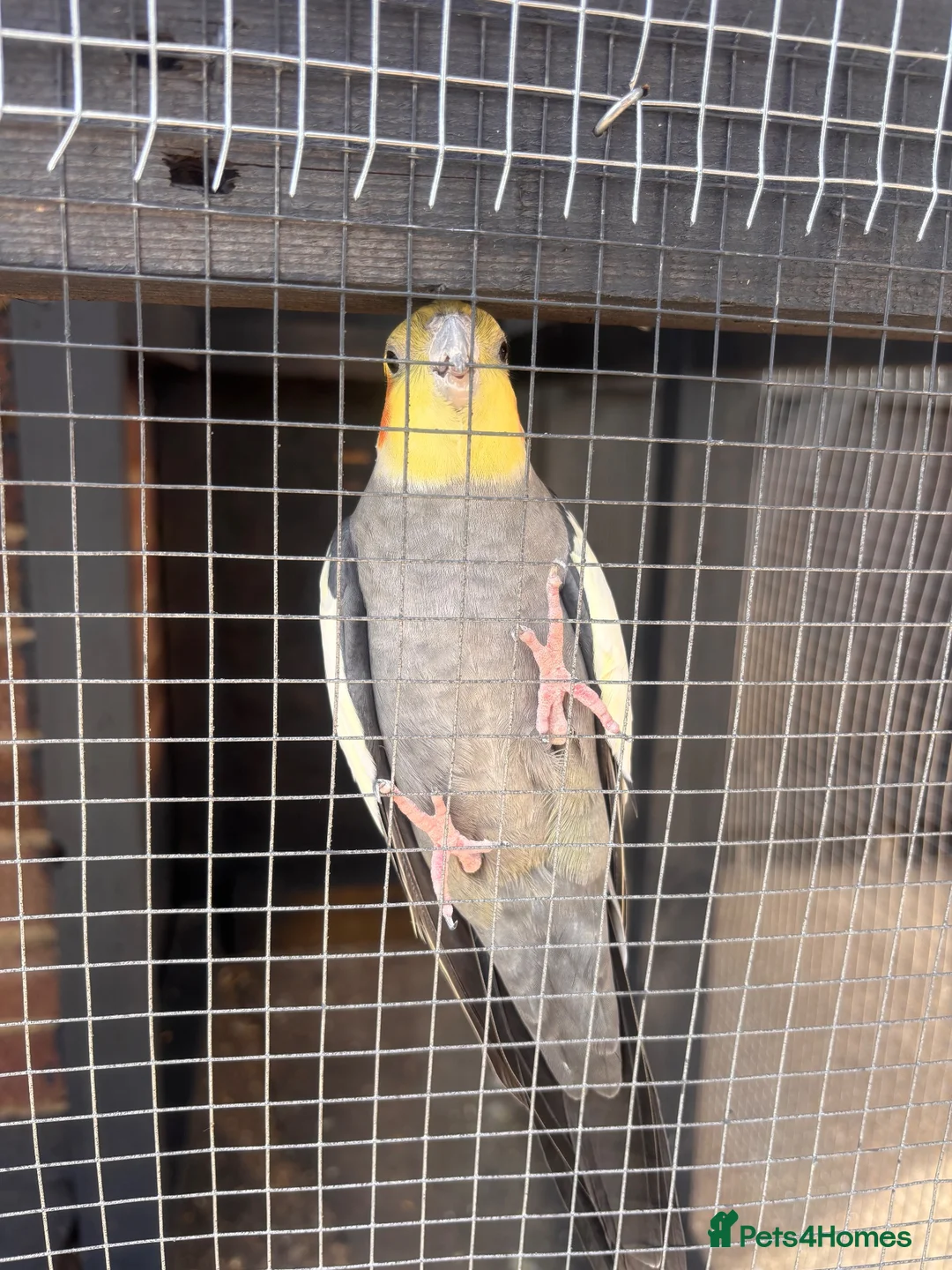 Cockatiels birds for sale: Male cockatiel - Advert 1