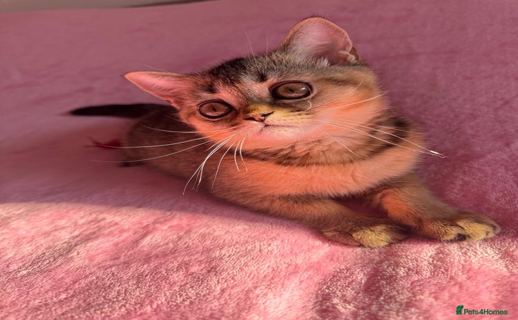 Scottish Fold cats - Advert 1