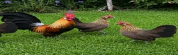 Chickens poultry for sale: Bantams and Pekins for Sale - Advert 2