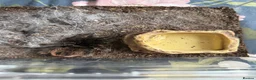 Tarantulas invertebrates for sale: Costa Rican Red Tarantula in Chessington - Advert 1