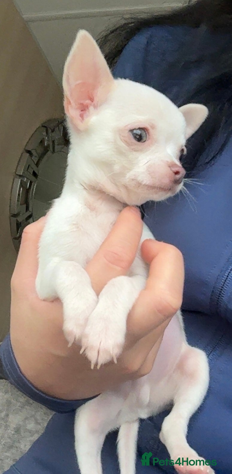 Chihuahua dogs Stunning tiny chihuahua boy READY to leave - Advert 15