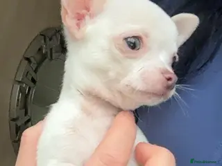 Chihuahua dogs Stunning tiny chihuahua boy READY to leave - Advert 15