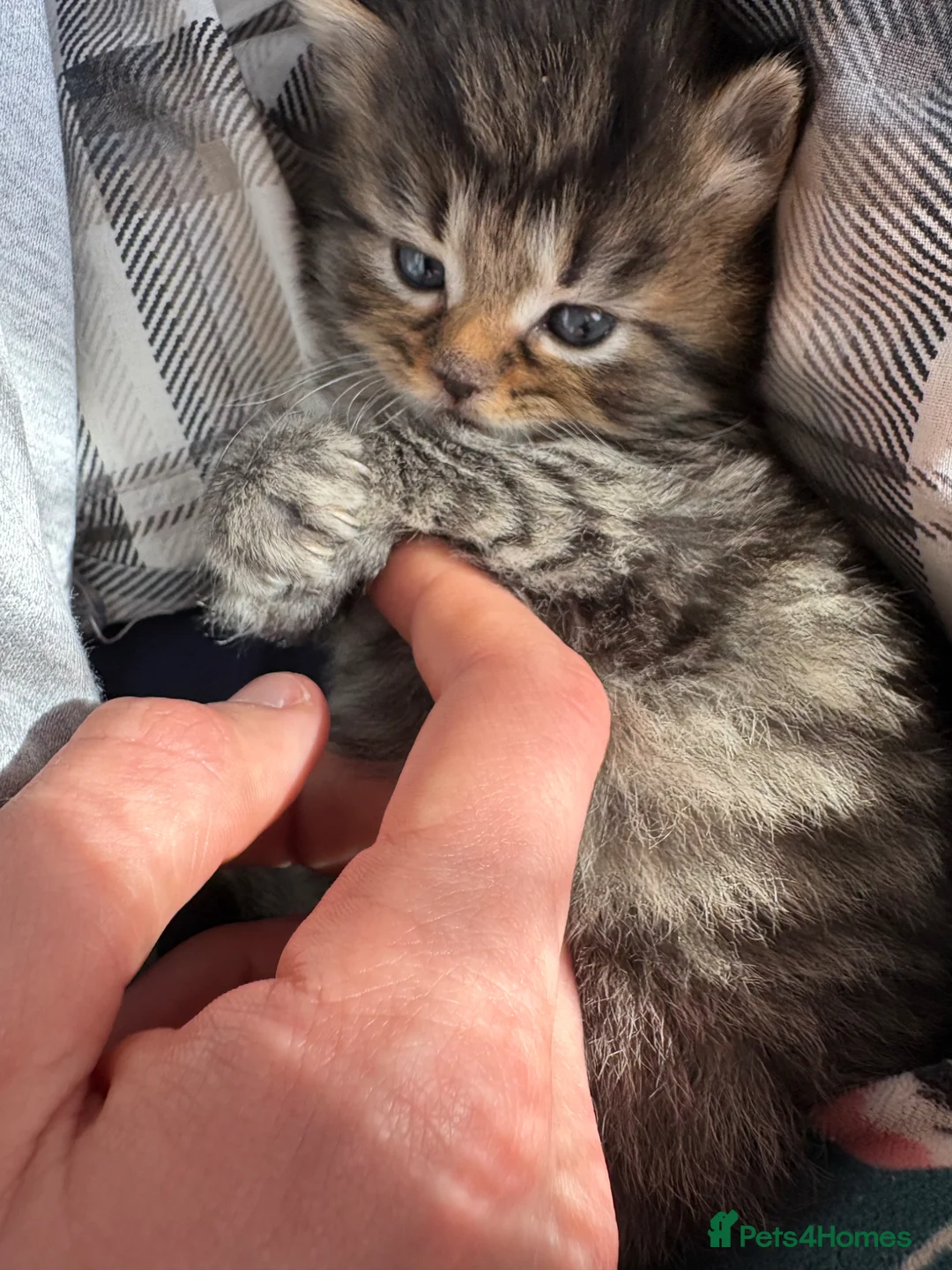 British Shorthair cats for sale: READY TO GO! 1 FEMALE black and white kitten! - Advert 21