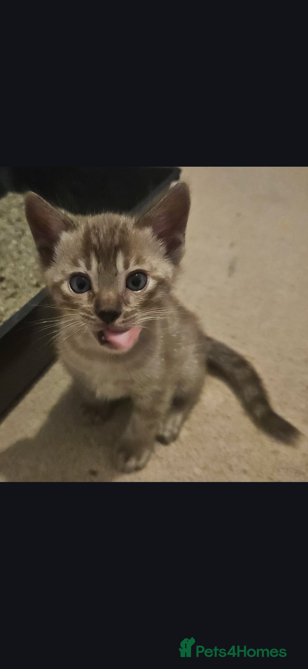 Bengal cats for sale: Bengal kittens - Advert 11