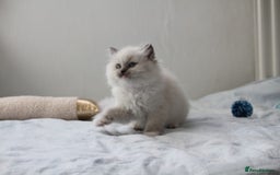 Ragdoll cats for sale: Active TICA princesses 👑❤️🩷💜 - Image 26