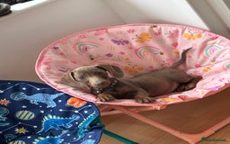 Miniature Dachshund dogs for sale: Miniature daschund  - Image 5