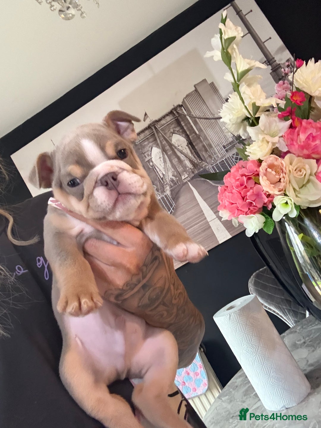 English Bulldog dogs for sale: 💙 Charlie chops 💙 - Advert 1