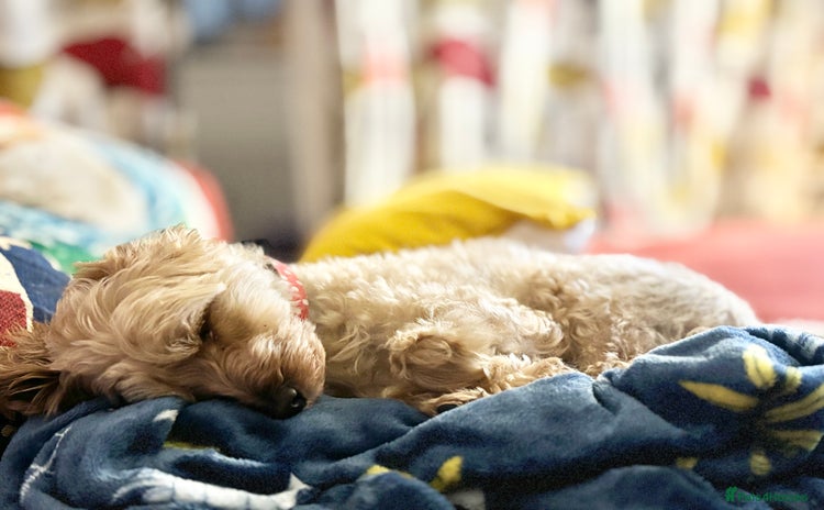 Cavapoo dogs - Advert 7