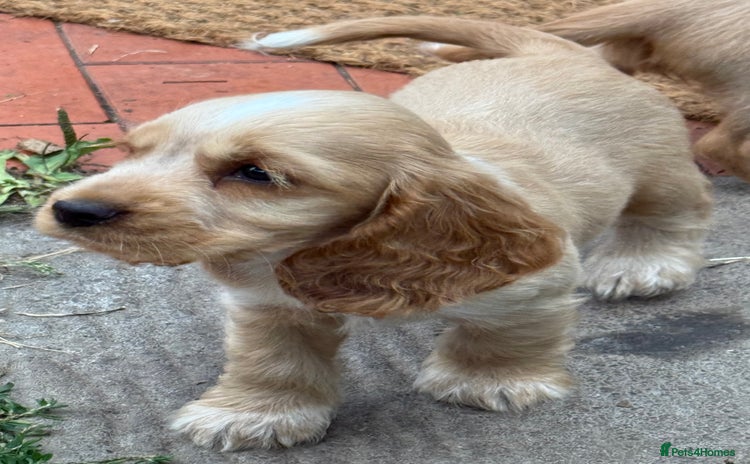 Cocker Spaniel dogs - Advert 13