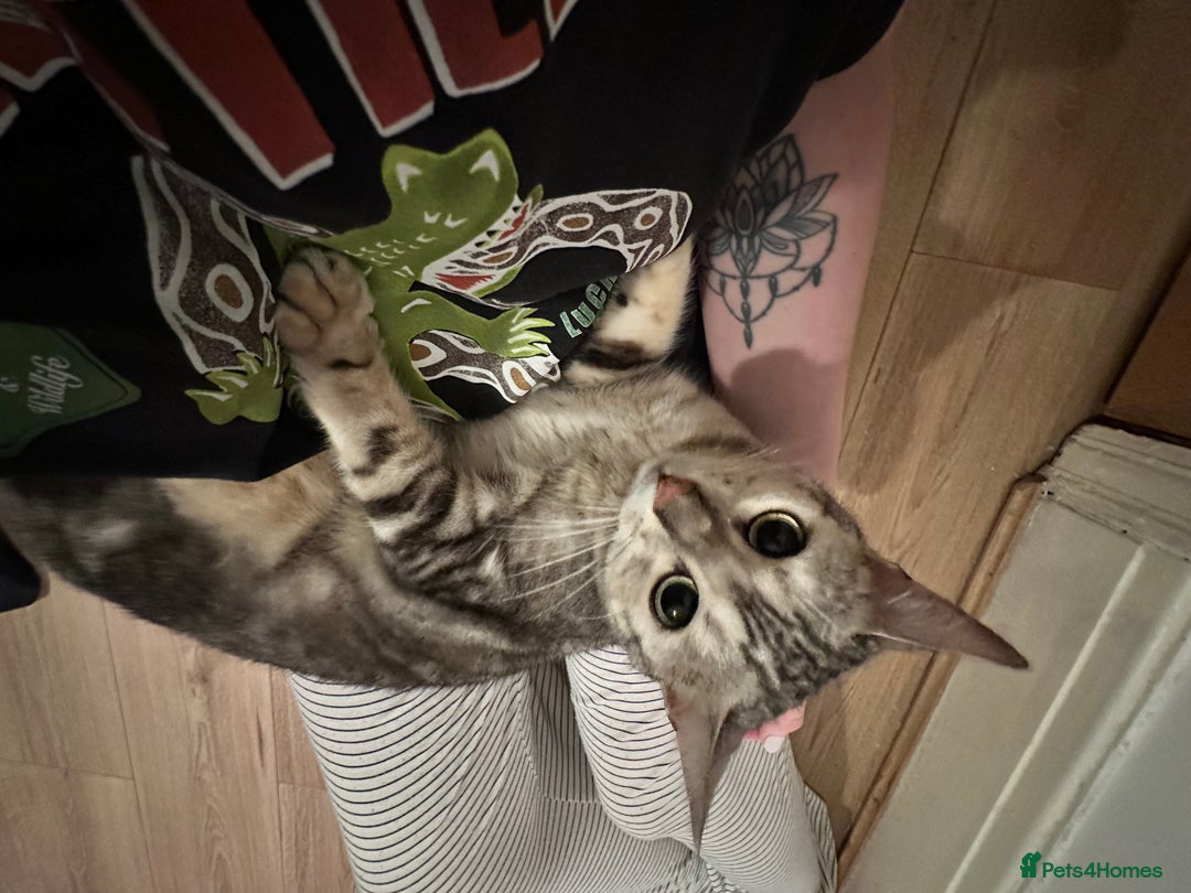 Bengal cats for sale: Full Bengal Female - Advert 5