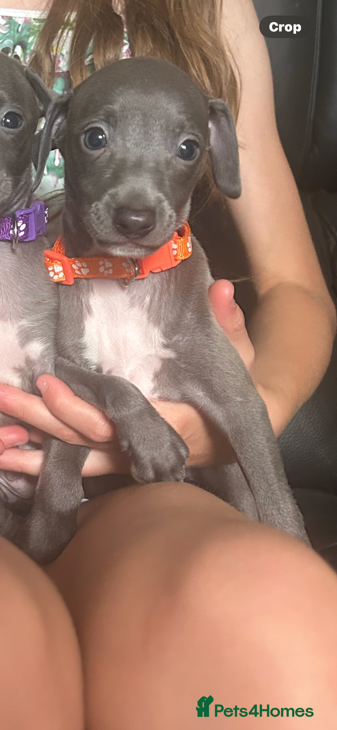 Italian Greyhound dogs for sale: Ready now 6 stunning blue boys kc reg - Image 19