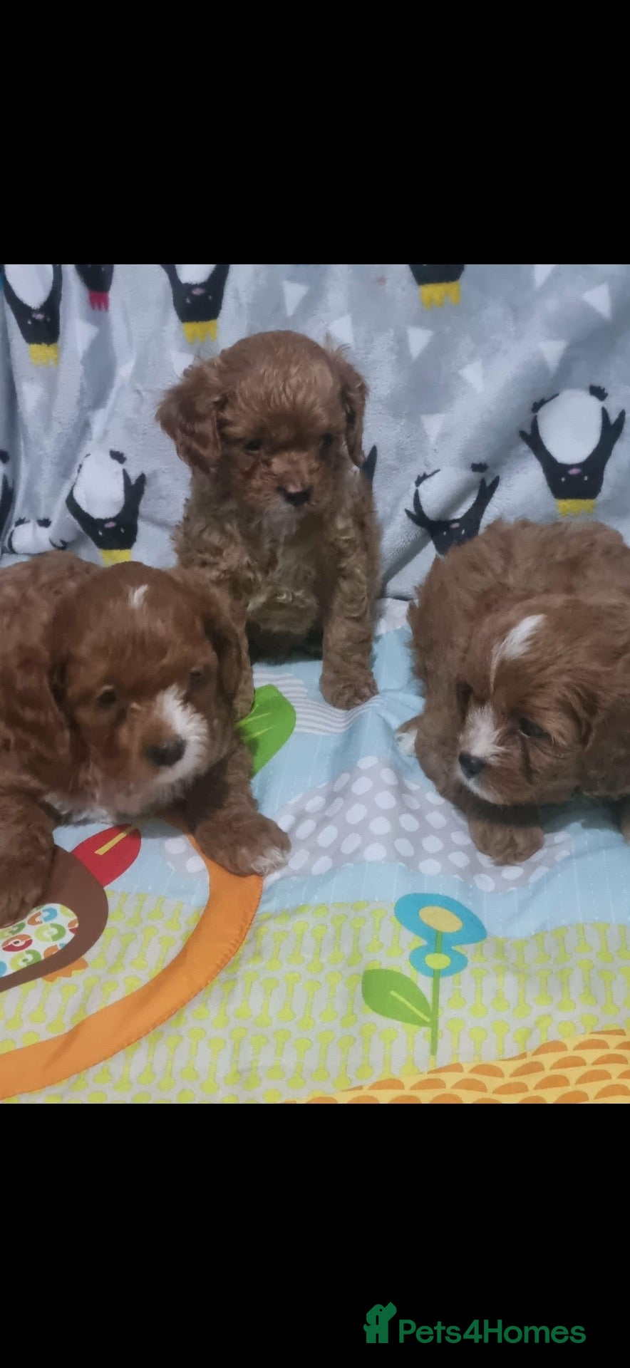 Cavapoo dogs Cavapoo extra miniature - Advert 12