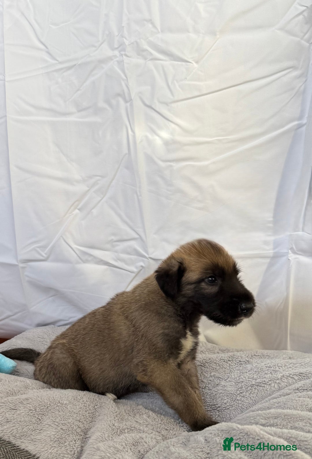 Irish Wolfhound dogs for sale: Bred From Extensively Health Tested Parents - Advert 15