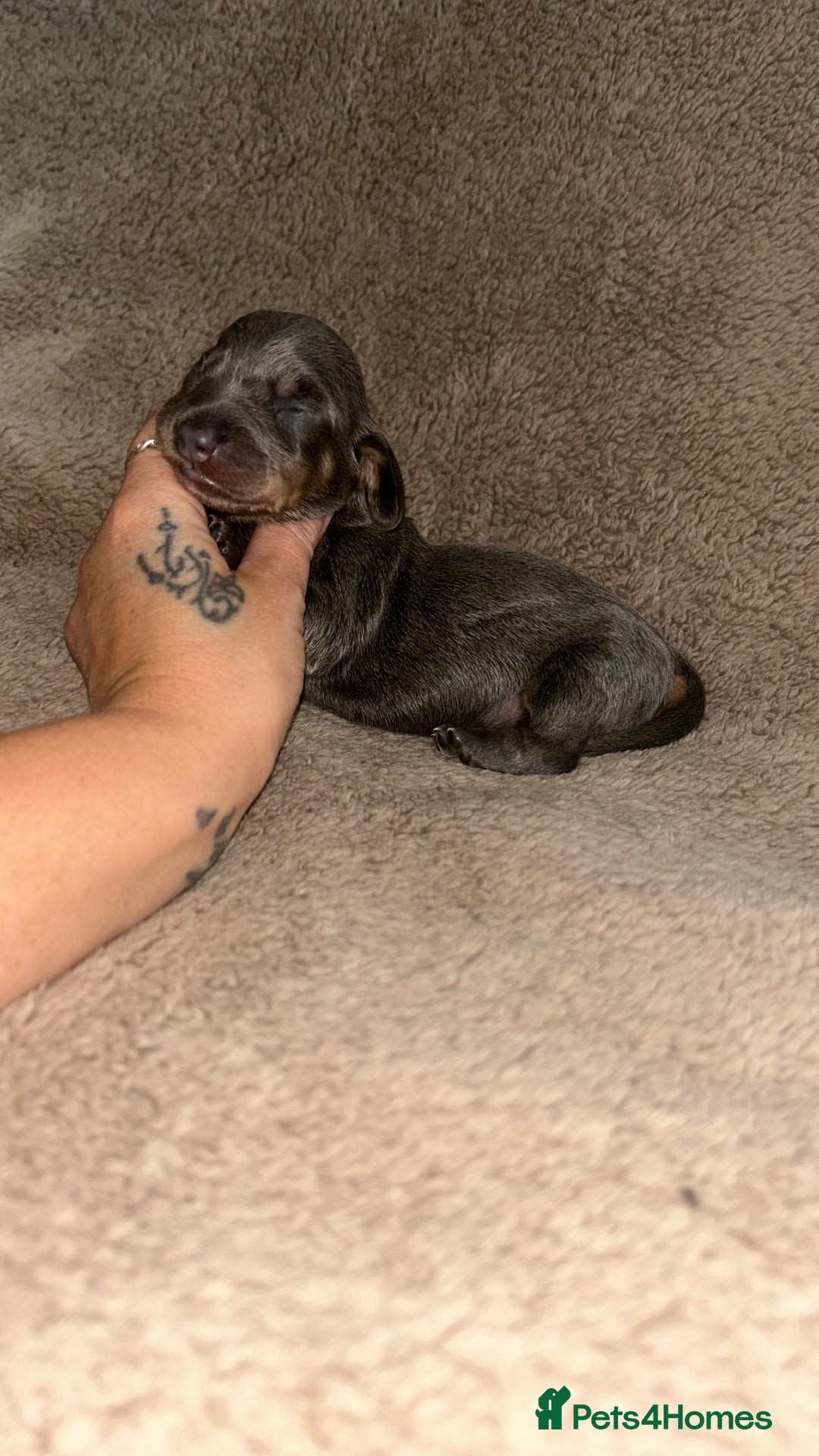 Miniature Dachshund dogs for sale: Perfecf kc miniature dachshunds - Image 5
