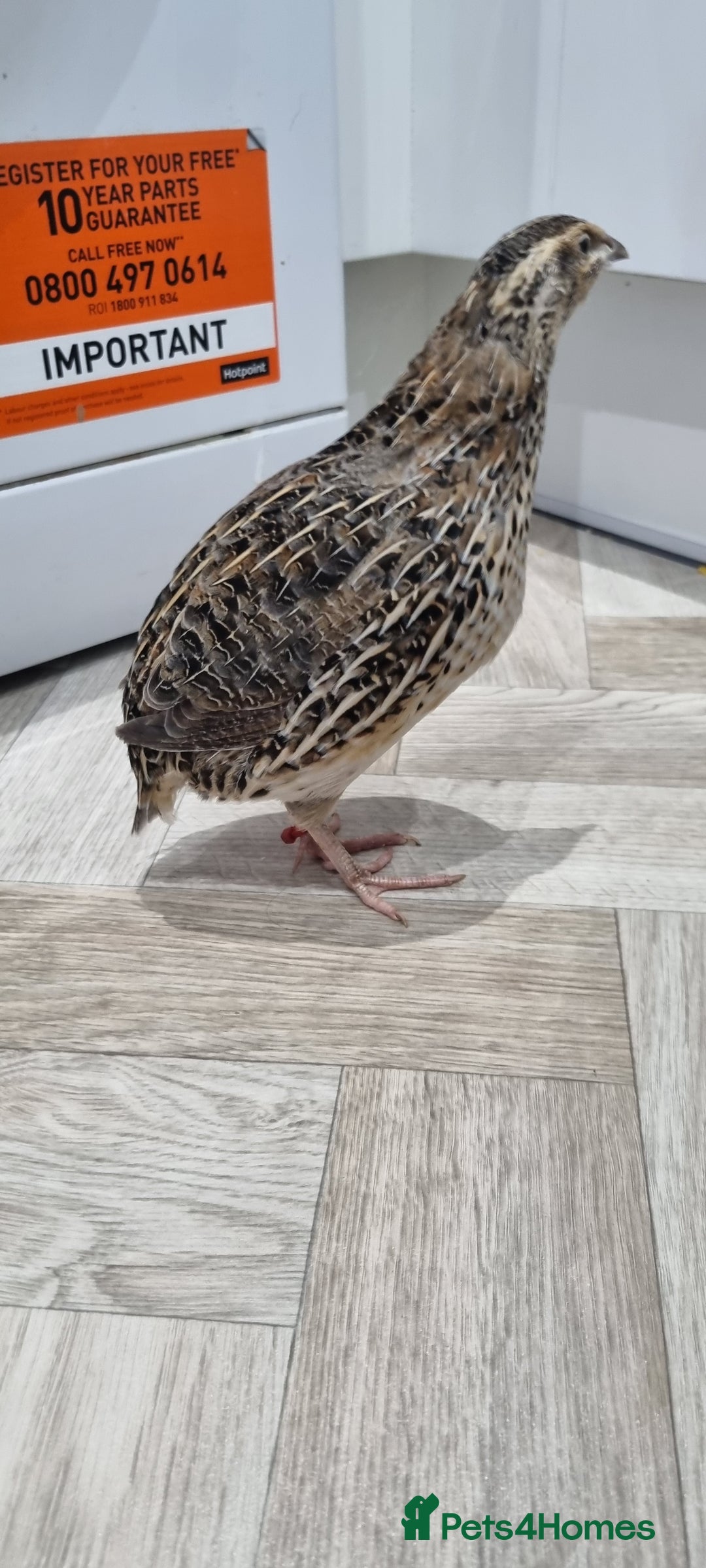 Quail poultry for sale: 1 male and 1 female corurnix quail - Image 6