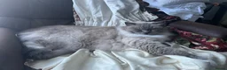 Ragdoll cats for sale: 3/4 Ragdoll Kittens - all long haired beauties  - Advert 32
