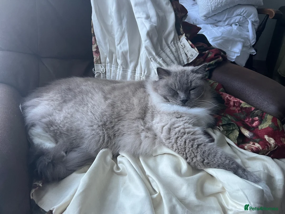 Ragdoll cats for sale: 3/4 Ragdoll Kittens - all long haired beauties  - Advert 32