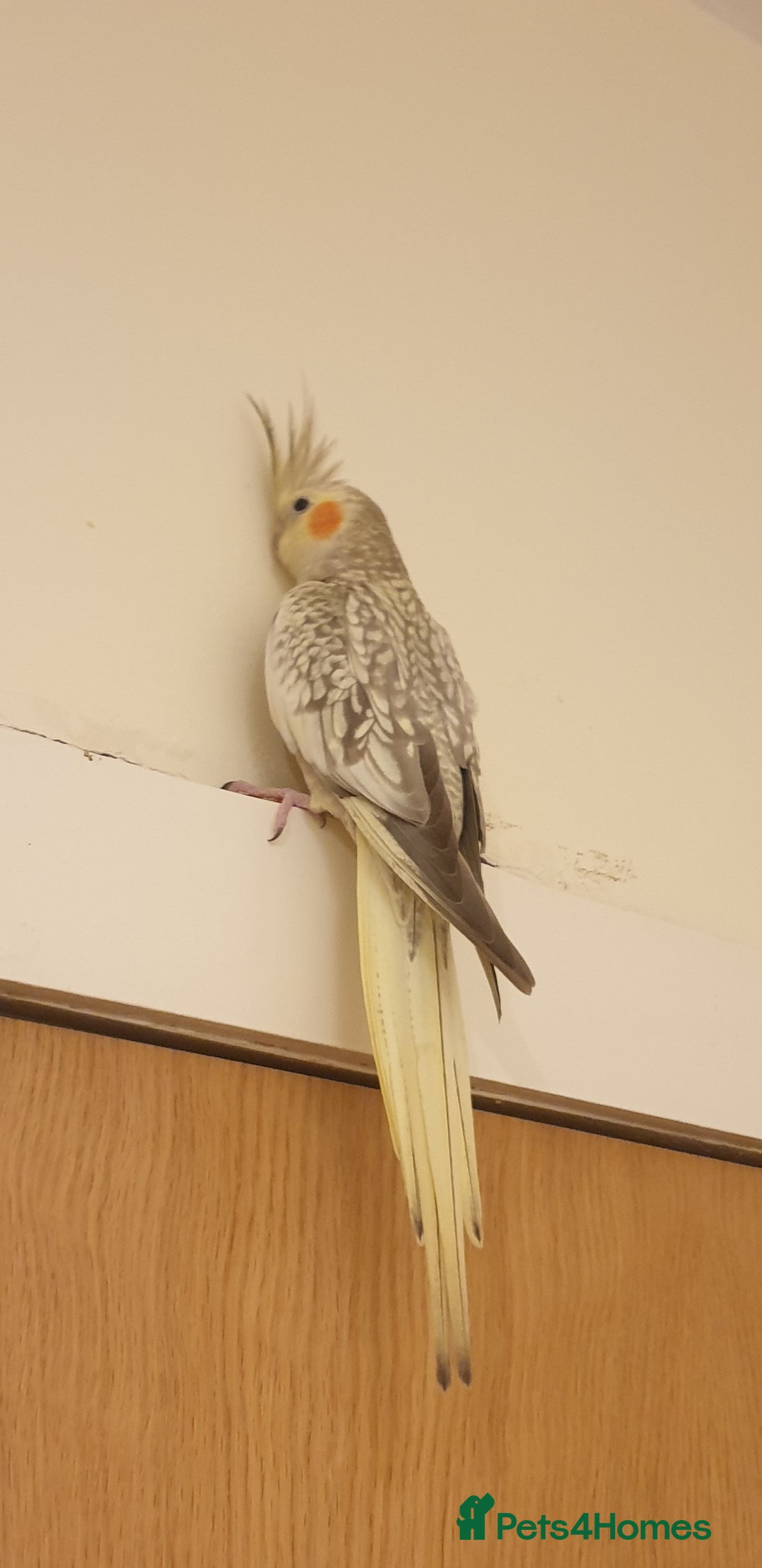 Cockatiels birds for sale: Cockatiel  - Advert 3