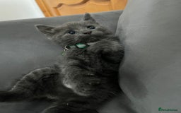 Mixed Breed cats for sale: Grey male kitten for sale 8 weeks  - Image 5