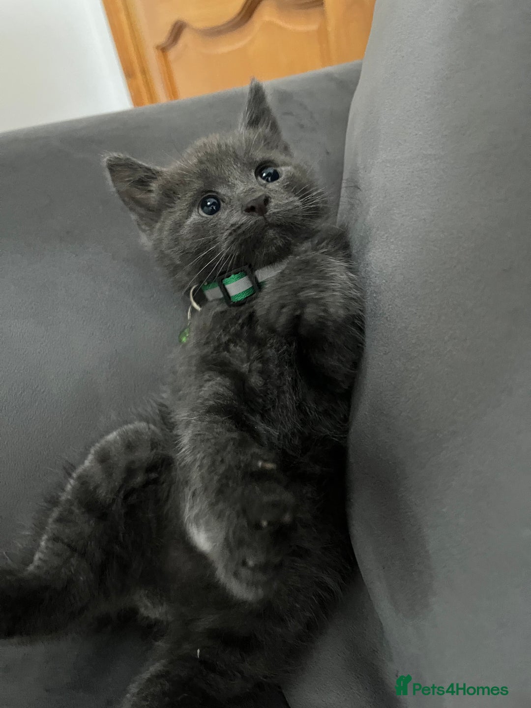 Mixed Breed cats for sale: Grey male kitten for sale 8 weeks  - Image 5