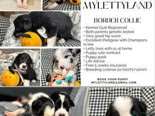 Border Collie dogs 5⭐️breeder KC DNA tested champions border collie - Advert 10