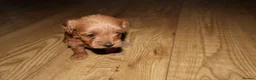 Maltipoo dogs for sale: 🐶 Stunning Brown/Red F1B Maltipoo Puppies ❤️ in Luton - Advert 7