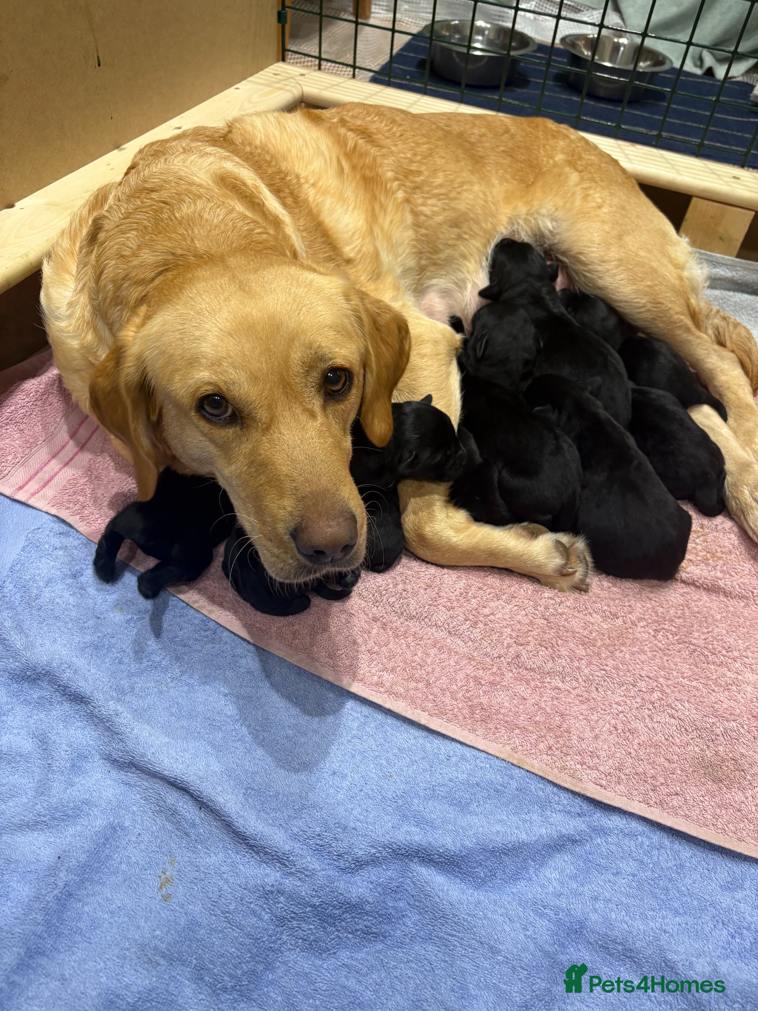 Labrador Retriever dogs KC Registered Black Labrador Puppies - Advert 1