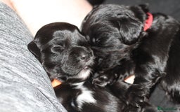 Cocker Spaniel dogs for sale: Cocker spaniels - Image 6