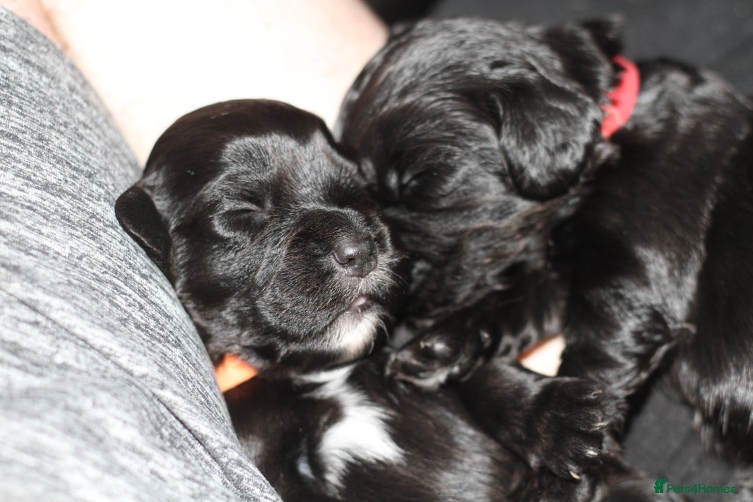 Cocker Spaniel dogs for sale: Cocker spaniels - Image 6