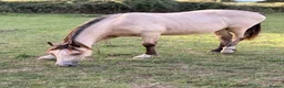 Welsh Section D horses for sale: Welsh part bred gelding  - Advert 4